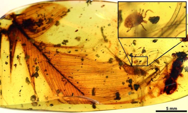 Identifican una nueva especie de garrapata prehistórica en un ámbar de 99 años