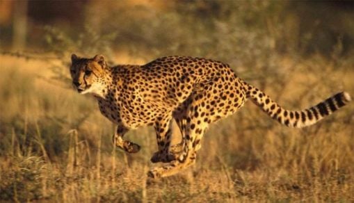 El guepardo asiático se precipita hacia la extinción: solo quedan 50 ejemplares en libertad