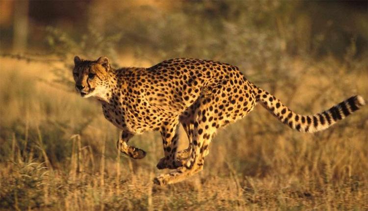 El guepardo asiático se precipita hacia la extinción: solo quedan 50 ejemplares en libertad
