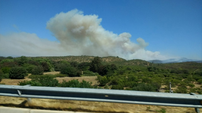 Incendio forestal en Limache: ONEMI declara Alerta Roja para la zona