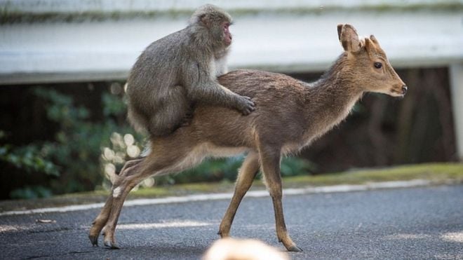 Un nuevo comportamiento sexual se ha observado entre los macacos japoneses