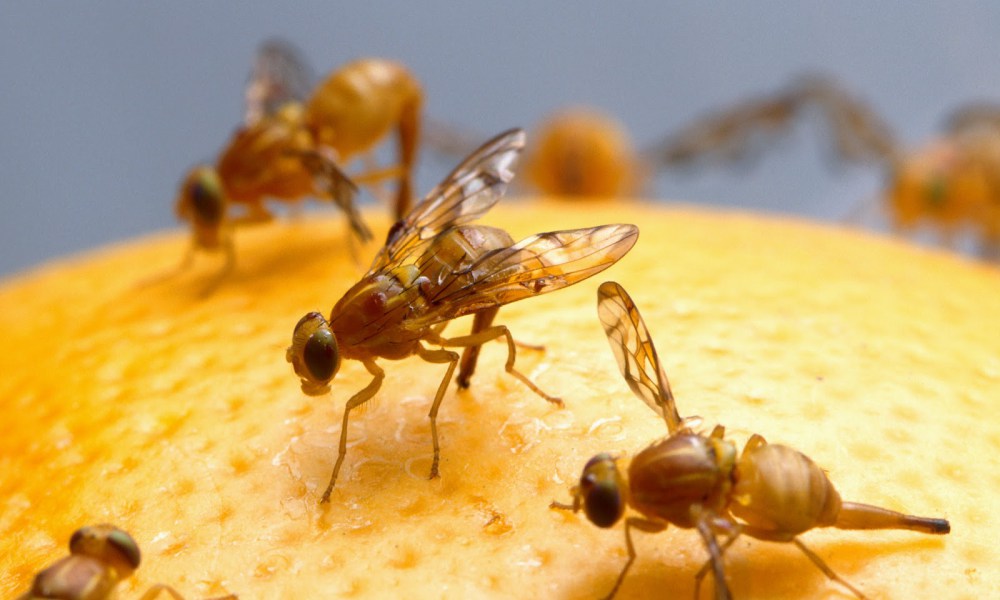 SAG activa plan de acción tras detección de la mosca de la fruta en Las Condes
