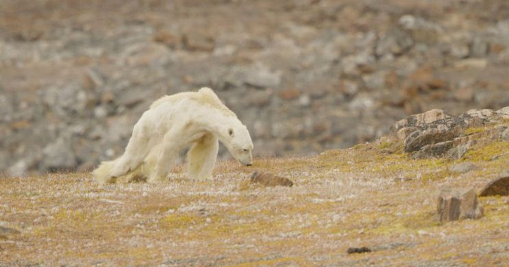 Este registro de un oso polar muriendo de hambre nos rompe el corazón y nos alerta sobre el cambio climático