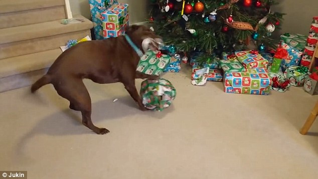 (Clip) Viral: Perrito se desespera tratando de quitar el envoltorio de su regalo de Navidad