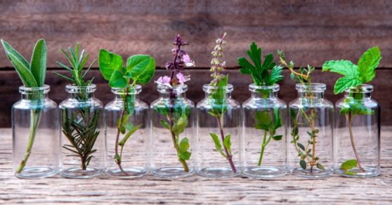 10 hierbas aromáticas que sólo necesitan agua para su cultivo