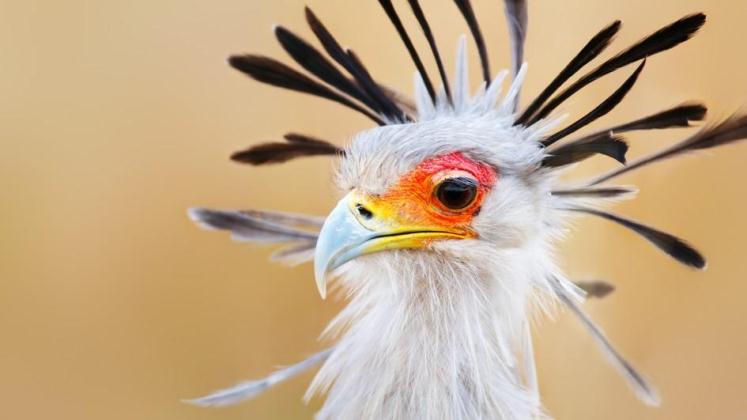 Descubrimiento de genes podría revelar cómo los dinosaurios pasaron de las escamas a las plumas, convirtiéndose en pájaros