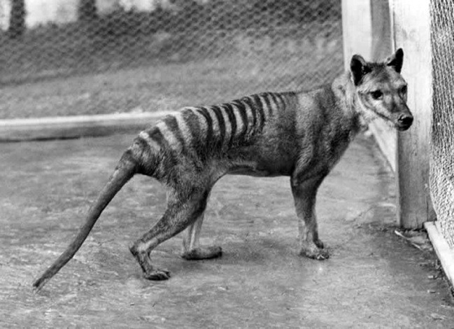 El tigre de Tasmania ya estaba condenado por su ADN antes de ser exterminado por los humanos