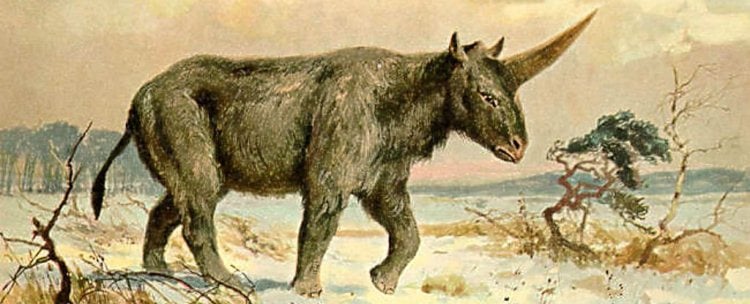 Nuevo hallazgo de un cráneo revela cuándo desapareció el último ‘unicornio siberiano’