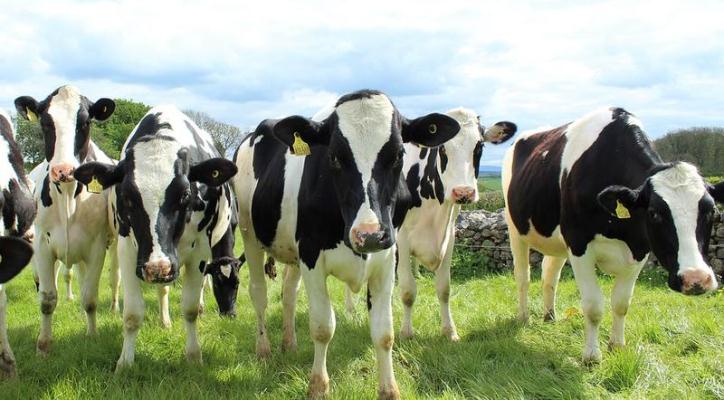 Toyota planea instalar una planta de energía limpia alimentada con estiércol de vaca