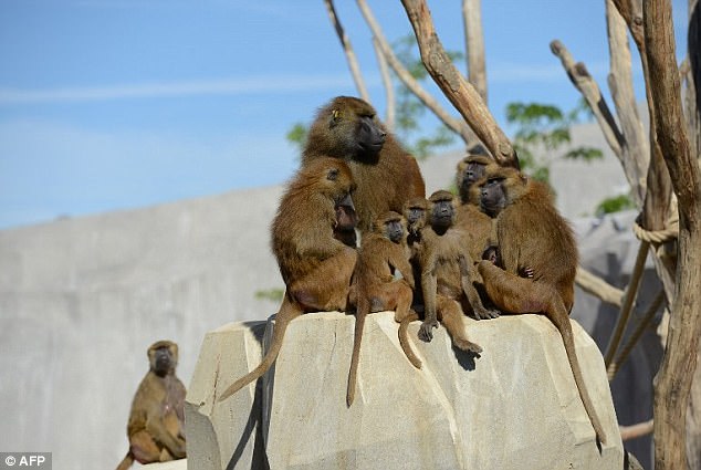 Un zoológico de París fue evacuado luego de que 52 mandriles escaparan de su recinto