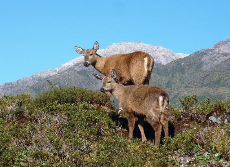 Conaf trabaja en control de enfermedad transmitida desde el ganado ovino a los huemules