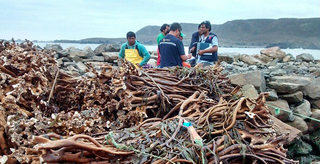 Incautación de algas pardas de origen ilegal llegó a 343 toneladas en 2017