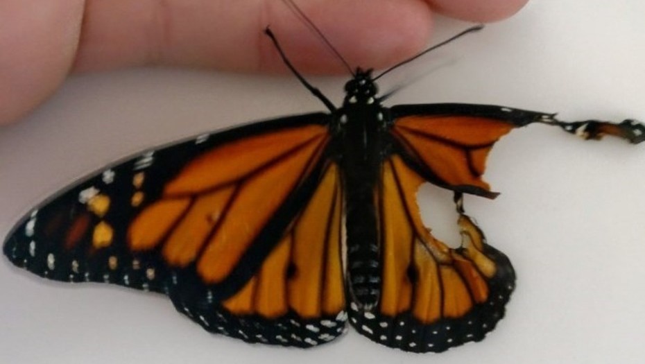 Mariposa recibe trasplante de ala y puede volar nuevamente