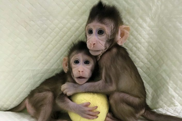 Científicos chinos clonan primates por primera vez