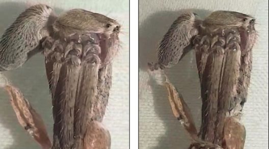 ¡¿De dónde salió esta criatura?! Imágenes increíbles muestran un bicho raro con docenas de patas y ojos grandes, pero es más común de lo que crees