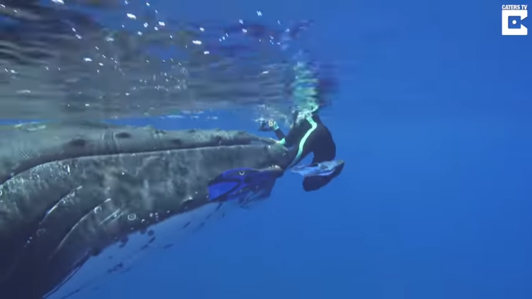 Altruismo en animales: Captan el momento en que una ballena jorobada salva a una buzo de un tiburón