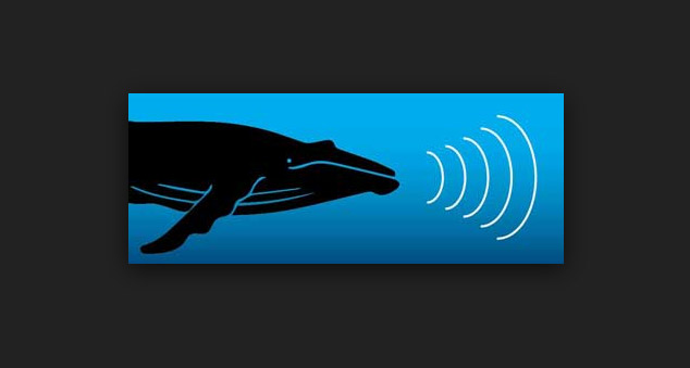 Académico chileno crea sistema para medir contaminación acústica subacuática y advierte consecuencias fatales para ballenas y delfines