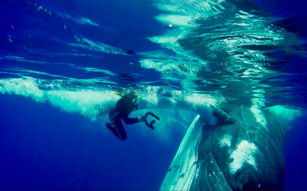 (Video) Asombroso momento: ballena héroe salva la vida de mujer buzo de ser devorada por un tiburón tigre