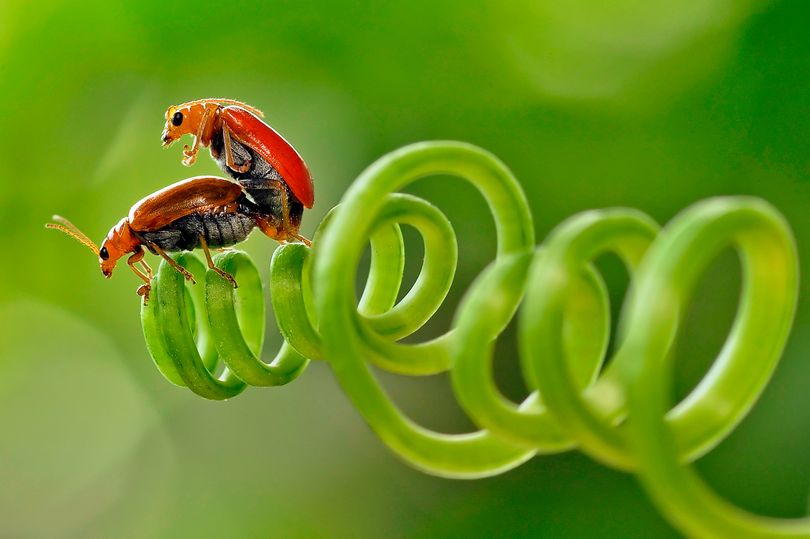 (+Fotos) Los bichos también consiguen lo que quieren: Sorprentes imágenes en en primer plano de insectos apareándose revoluciona las redes