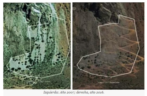 Contratista de Alto Maipo destruye bosque milenario de ciprés con permisos municipales fuera de la ley