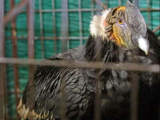 Perú: Liberan a cóndor andino que había sido capturado por cazadores furtivos