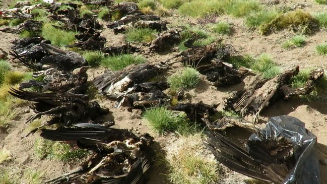 Montañistas encuentran a 34 cóndores andinos muertos en Mendoza