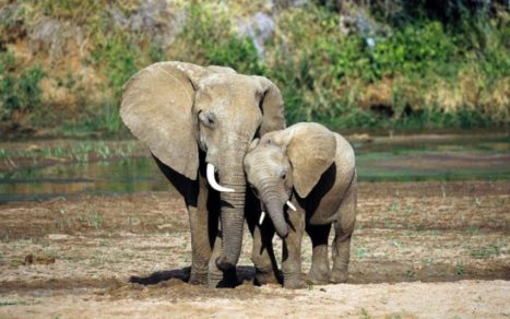 Desde las cosquillas hasta el duelo: Los animales también tienen sentimientos