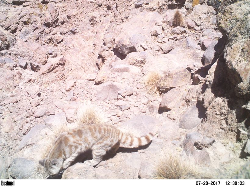 Arica: Cámaras trampa captan en acción al gato altiplánico, que se creía extinto