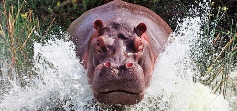 Los hipopótamos que dejó Pablo Escobar y que se convirtieron en un problema para Colombia