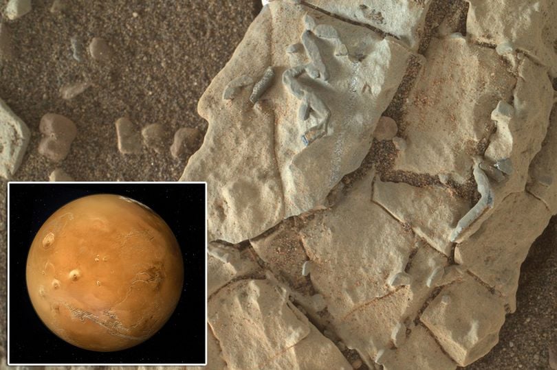 Fotografías de la NASA enloquecen a científicos: ¿Son fósiles de viejos animales de Marte? (+ Fotos)