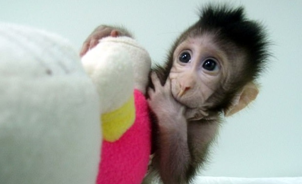 En China logran clonar a primate por primera vez en el mundo