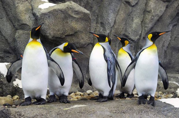 Ni los pingüinos están soportando el frío que actualmente hay en Canadá