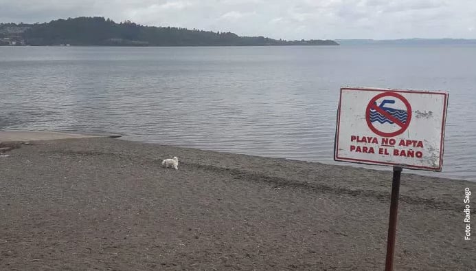 Contaminación en lago Llanquihue: Reacciones ante prohibición de bañarse en playa de Puerto Varas