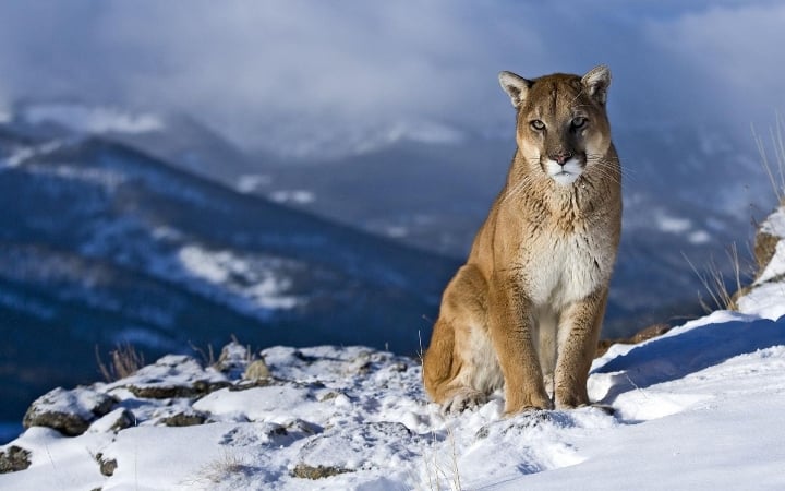 El puma del este de Norteamérica está oficialmente extinto