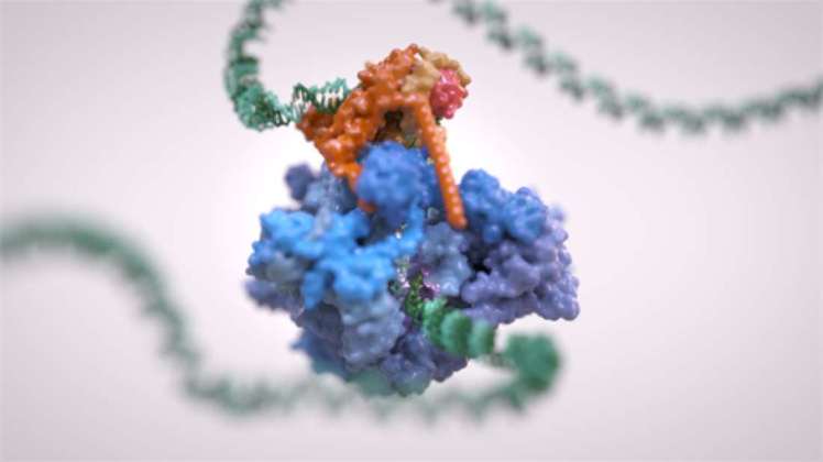 Científicos obtienen imágenes de ADN leído por el mecanismo molecular de una célula