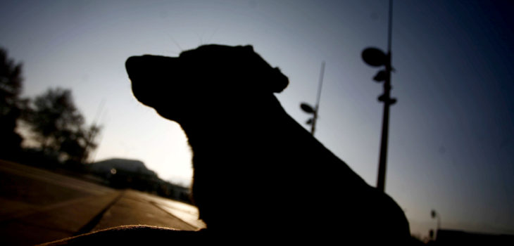 Delincuentes sin escrúpulos envenenan a perros guardianes de empresa agrícola