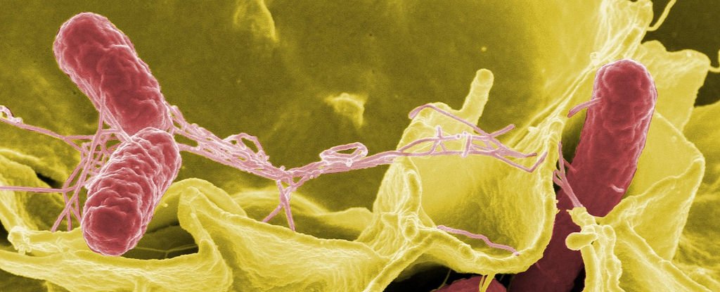 Descubren la bacteria que mató a millones de indígenas en Latinoamérica