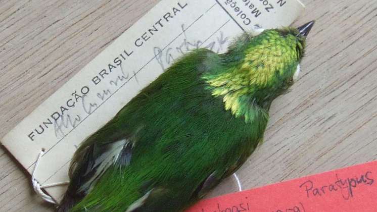 Descubren una especie híbrida de ave por primera vez en el Amazonas