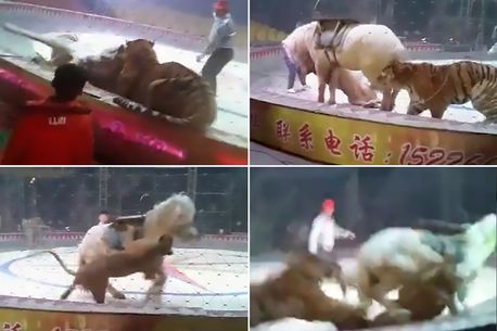 (+18 Video) Truco de animales en circo sale mal: Caballo se salva de milagro cuando león y tigre empiezan a morderlo en medio de la pista