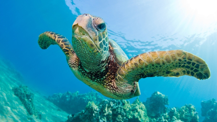 Las tortugas verdes marinas de la Gran Barrera de Coral se están volviendo casi todas hembras