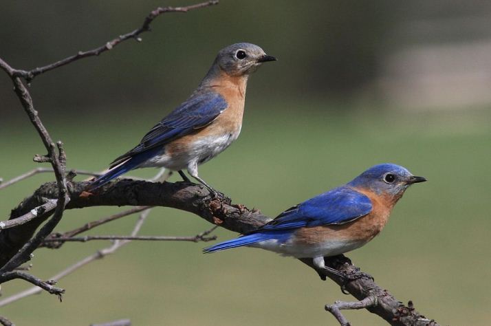 Las aves están con trastorno de estrés postraumático por la contaminación acústica