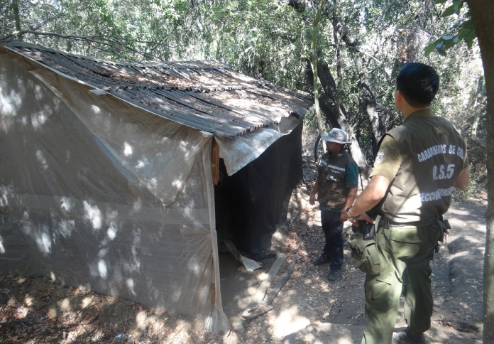 Descubren campamento ilegal para extracción de semillas de palma en La Campana