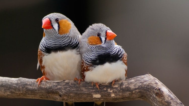 Los pájaros cantores tienen cerebros especialmente diseñados para encontrar una pareja de por vida