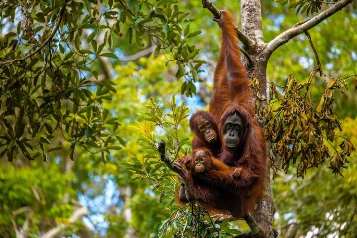 Borneo perdió a más de 100.000 orangutanes entre 1999 y 2015