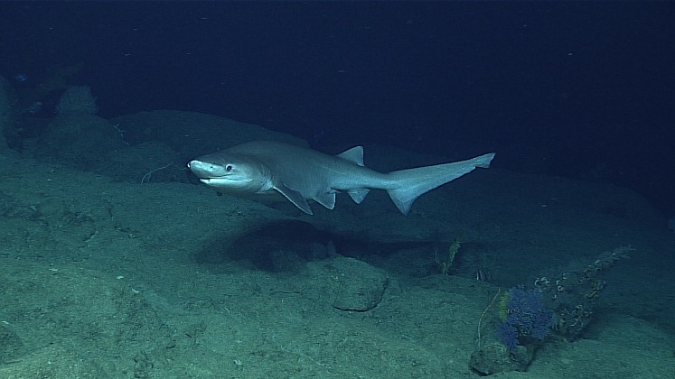 Científicos descubren una nueva especie de tiburón en el océano Atlántico