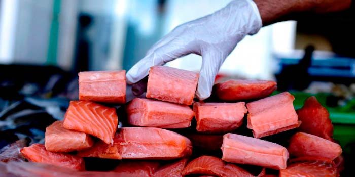 Científico sostiene que se debería decretar la «moratoria total» de la industria salmonera