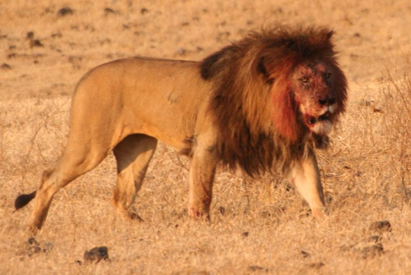 Cazador furtivo es devorado por manada leones en una Reserva Natural de  Sudáfrica Animales