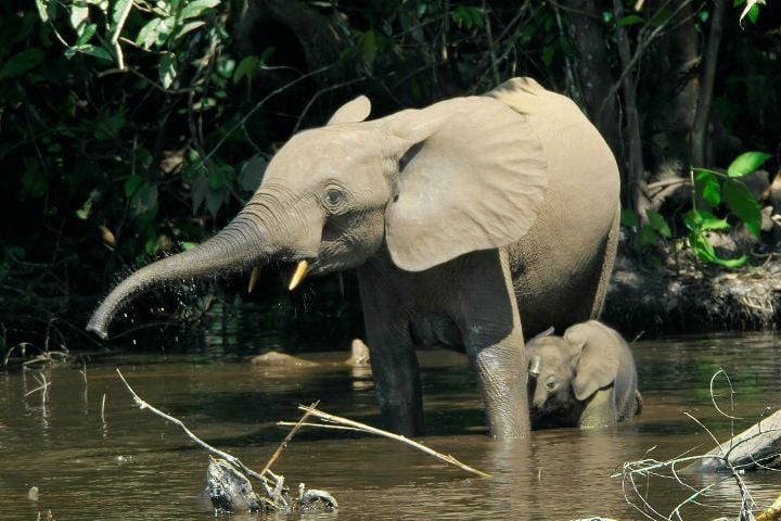 Investigadores confirman que en realidad hay tres especies de elefantes