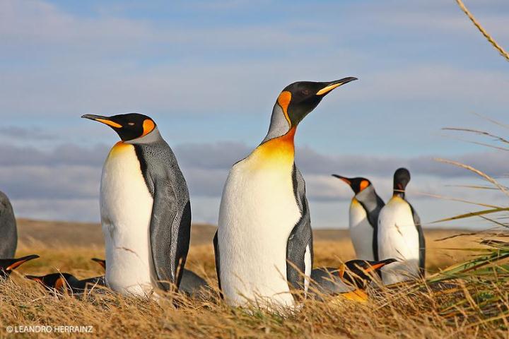 Las poblaciones de pingüinos rey podrían reducirse en un 70% en 80 años por el cambio climático