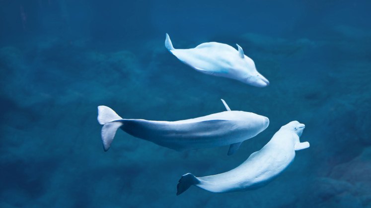 El cambio climático está alterando el comportamiento de las ballenas beluga